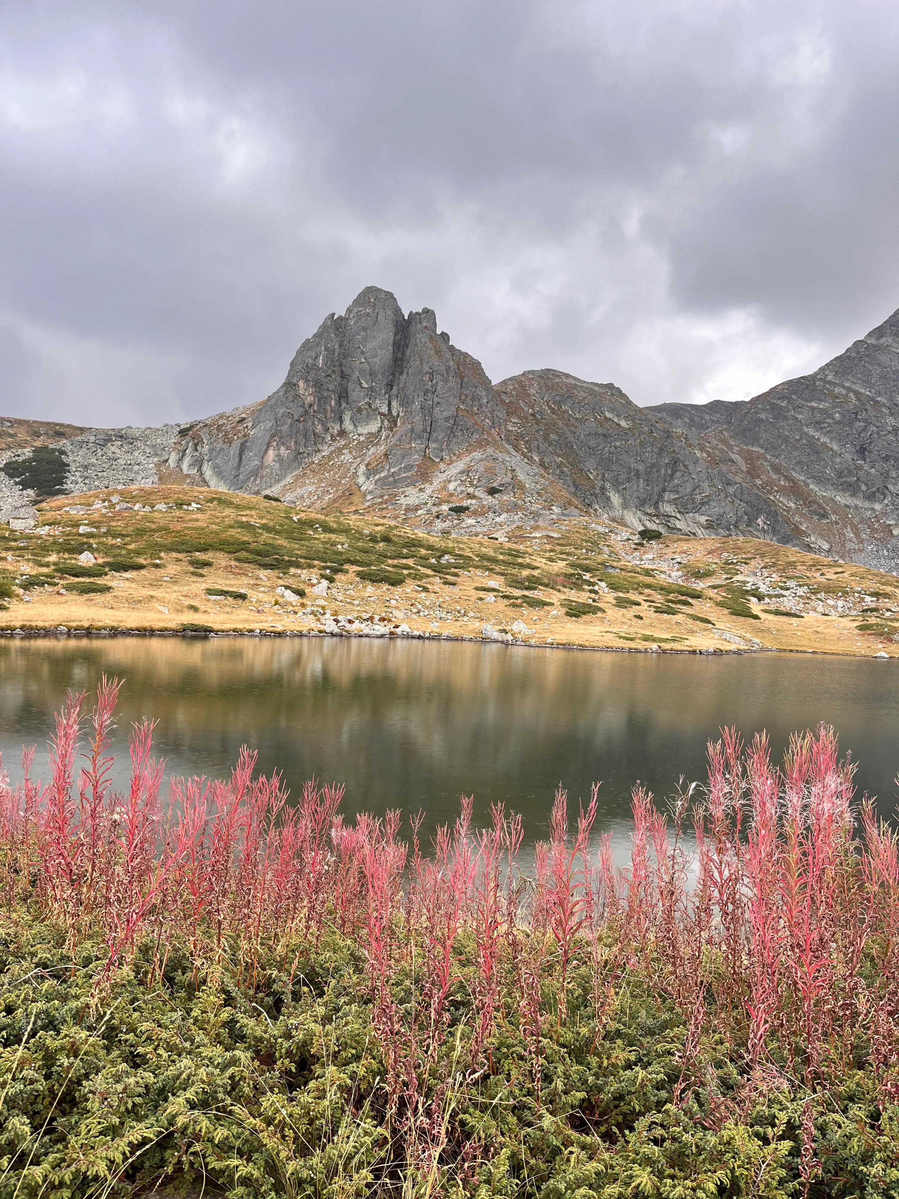 Растения вдоль озера