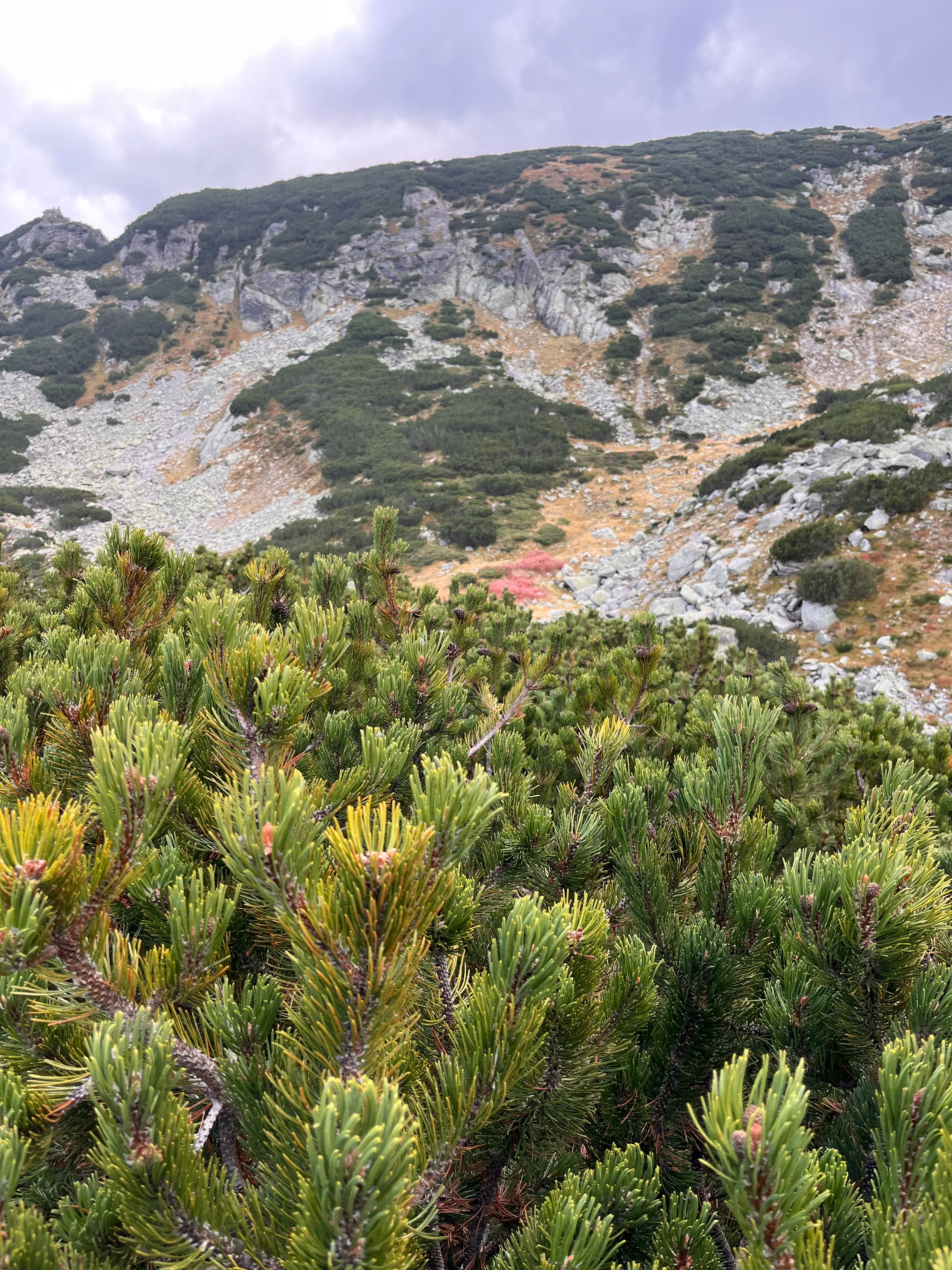 Растения вдоль озера (фото 2)