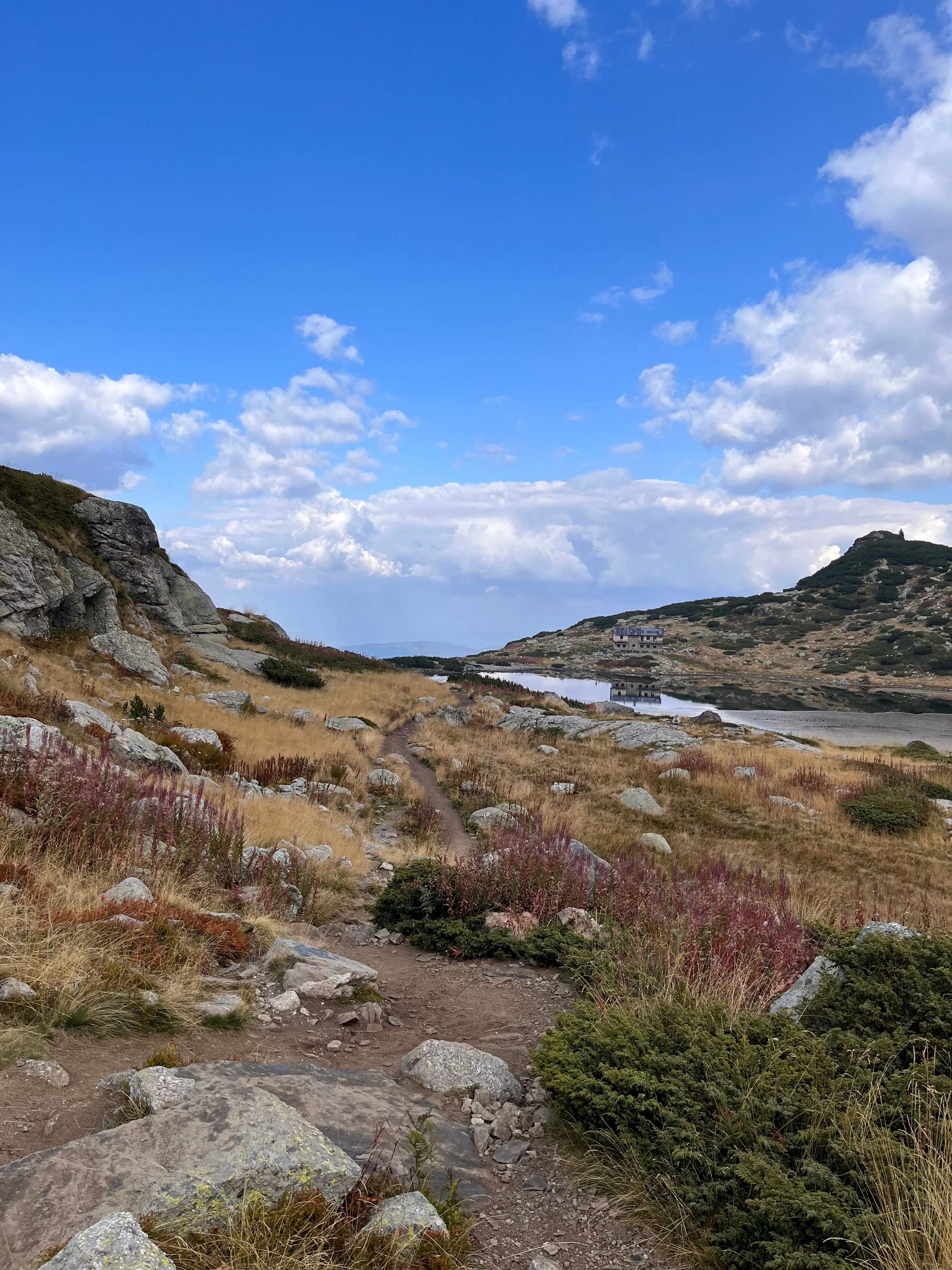 Растения вдоль озера (фото 3)