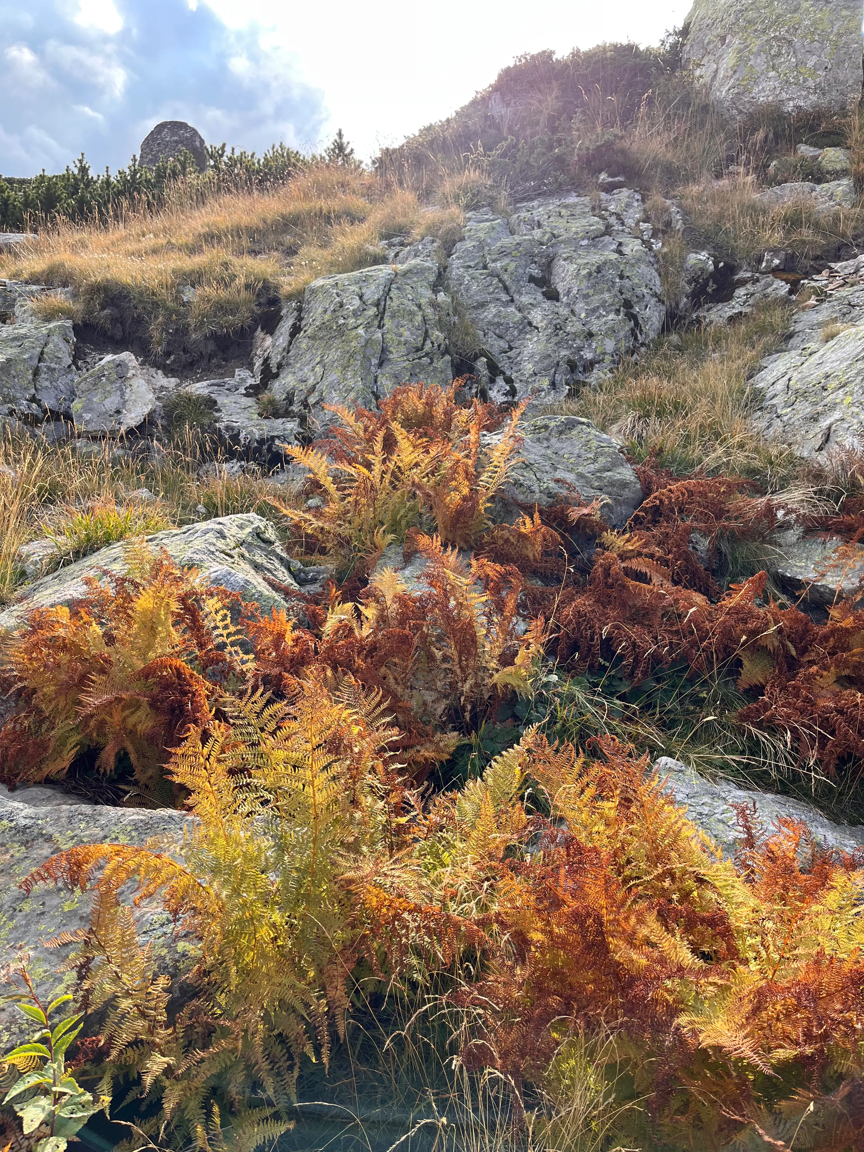 Растения вдоль озера (фото 4)