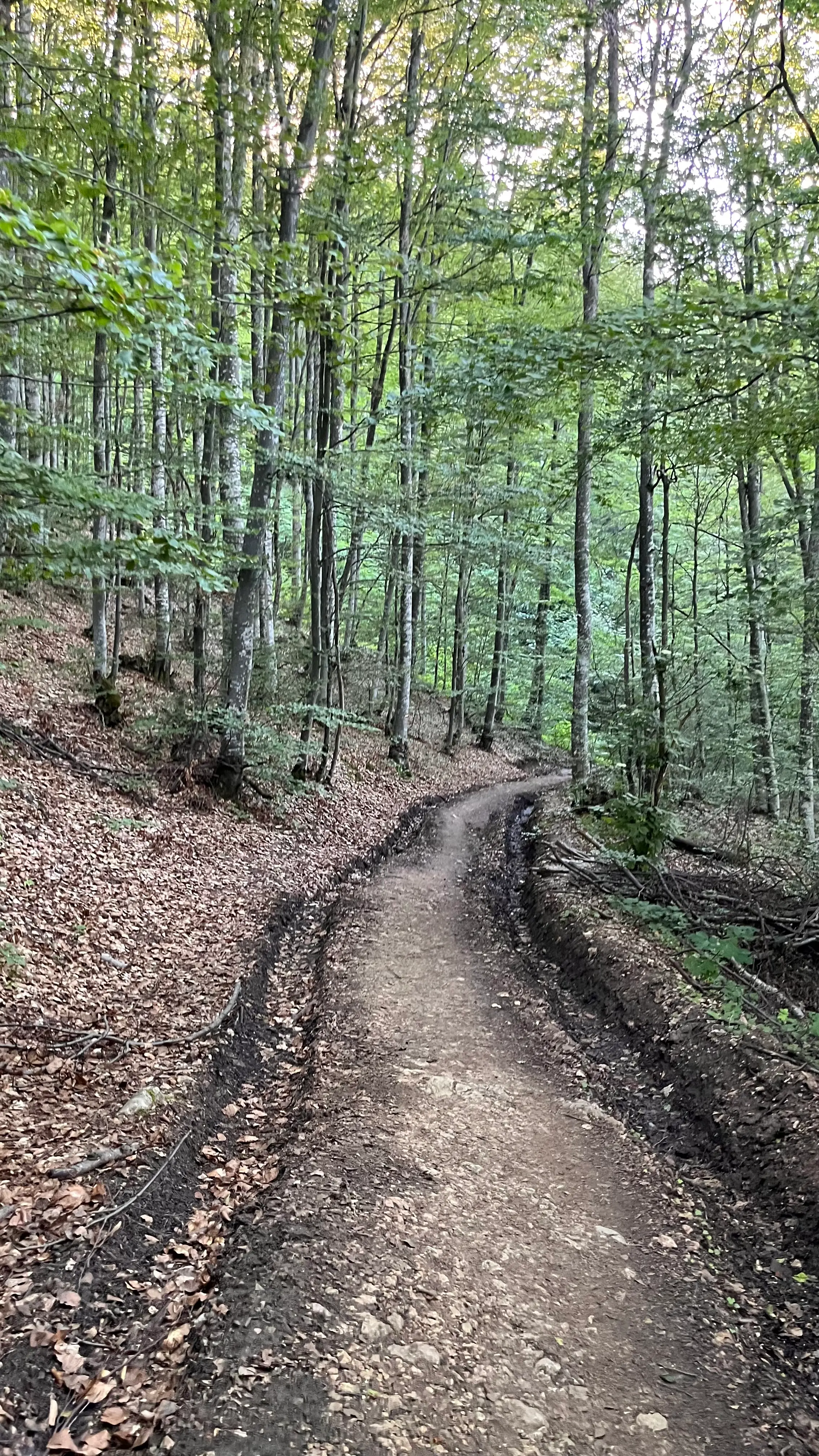 Участок пути в лесу