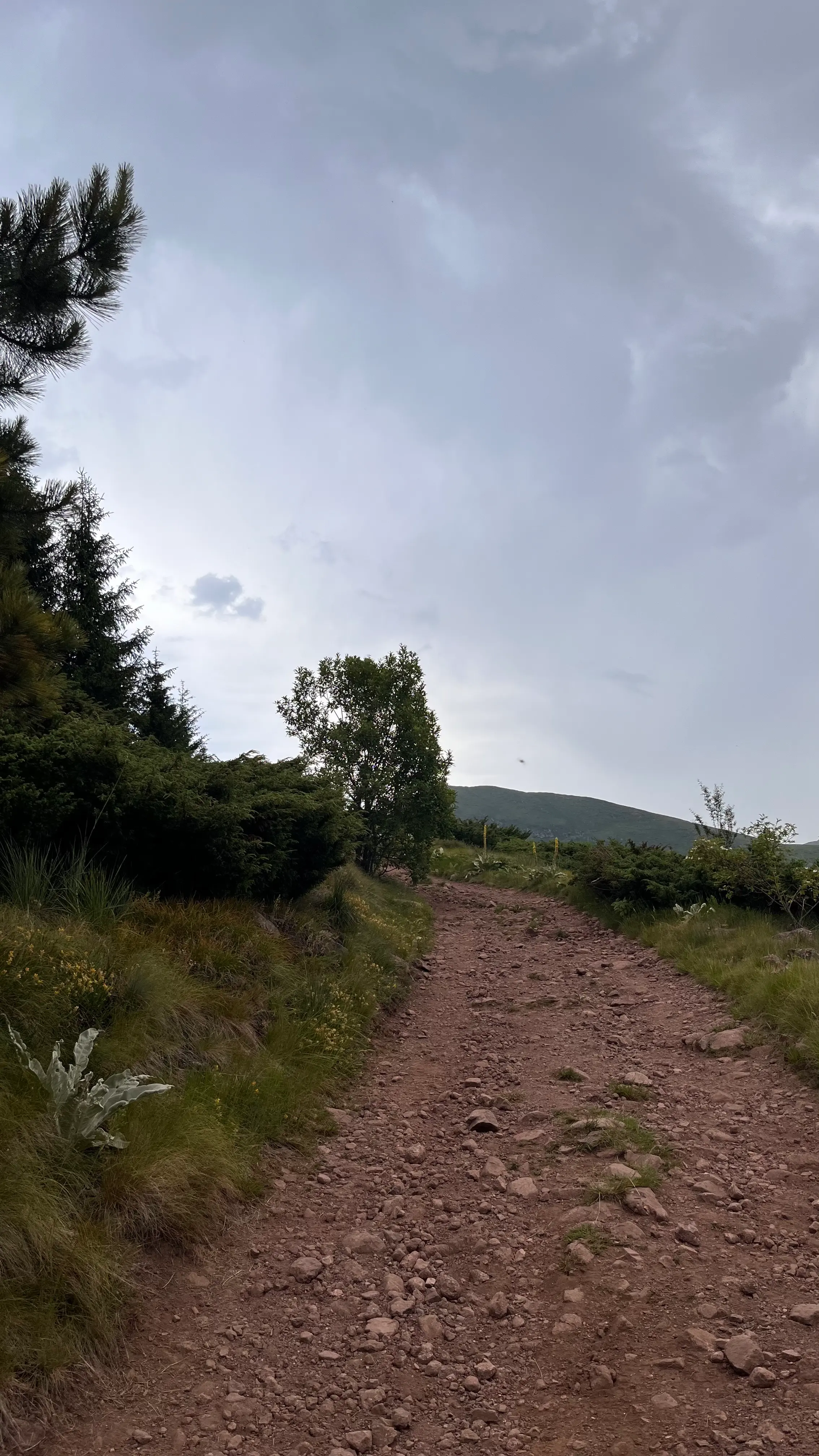 Грунтовая дорога после леса